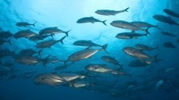 Клизма спасет от COVID: рыбки вдохновили ученых на создание уникальных аппаратов