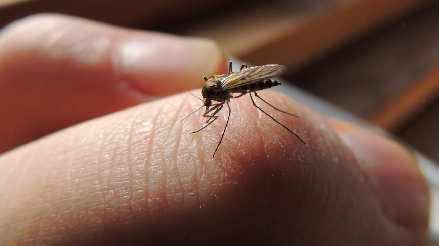 Следите за запахом: На каких людей комары нападают чаще всего