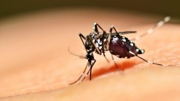 Можно ли заразиться СПИДом через укус комара