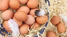 Яйца в стране будут: Минсельхоз гарантирует поддержку отрасли