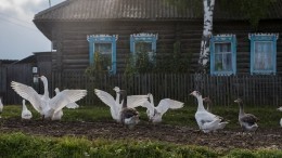 На краю пропасти: село под Нижним Новгородом разрушает оползень