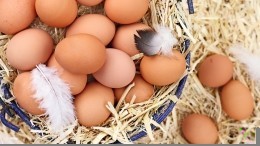 Минпромторг разберется с жалобой о занижении закупочных цен на яйца