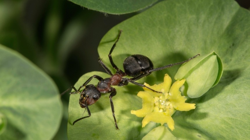 Больше никогда не вернутся: народные средства борьбы с муравьями