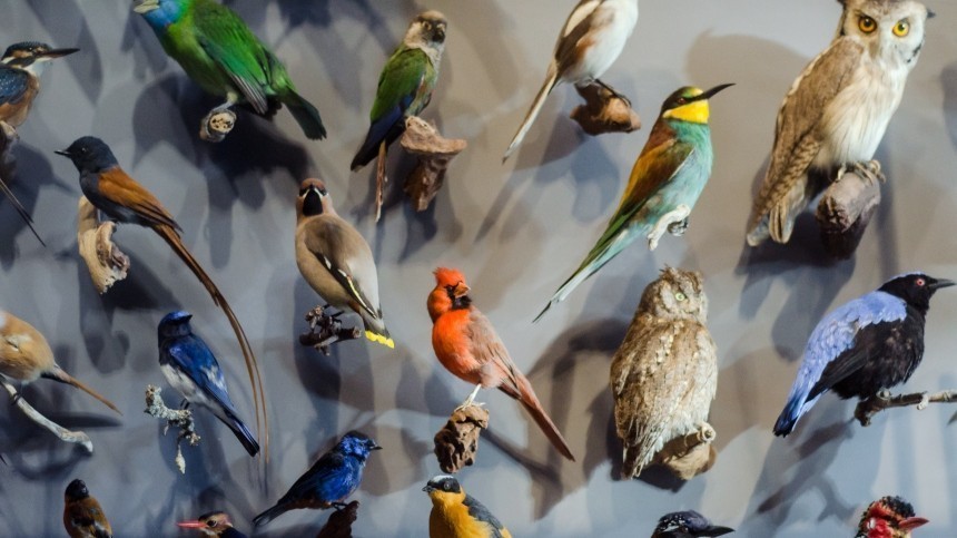 Павлин, колибри или пингвин: какие птицы соответствуют разным знакам зодиака