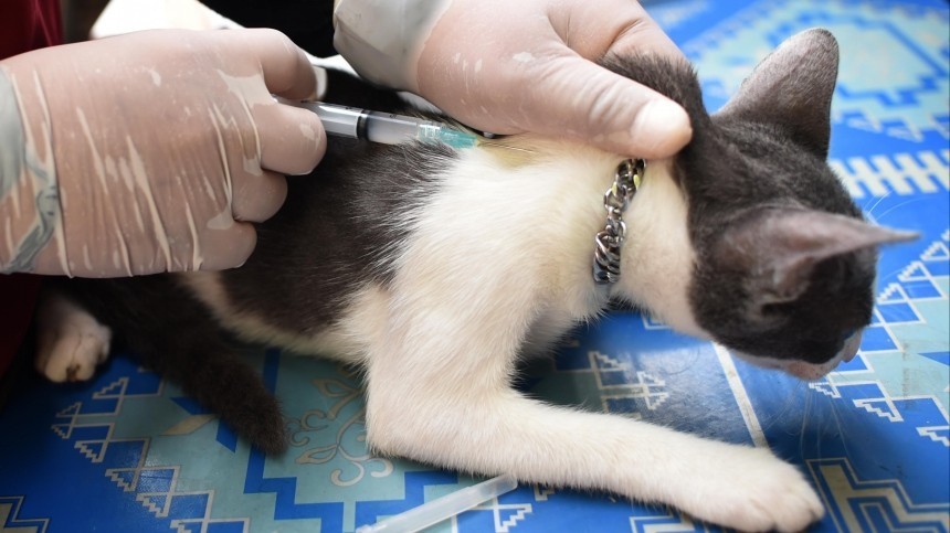 У россиян появилась возможность привить собак и кошек от коронавируса