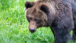 Пришли полакомиться: медведица с медвежатами помешали камчатскому рыбаку