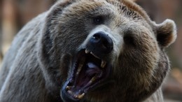 Голодный медведь загрыз ребенка и покалечил мужчину в Красноярском крае