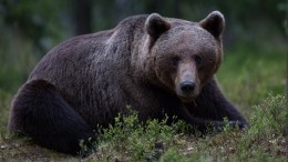Загрызший подростка медведь под Красноярском мог выслеживать группу