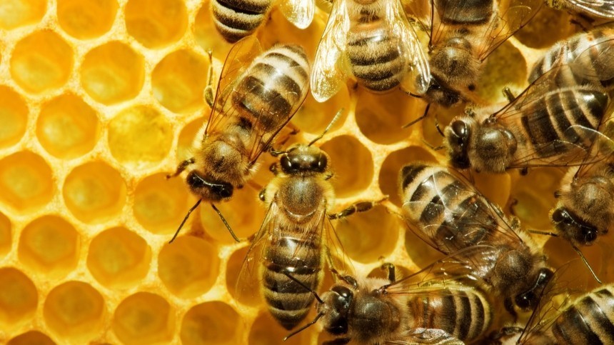 Общие сведения о пчелах