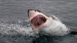 Видео: акула откусила пятку летящему над Красным морем парашютисту
