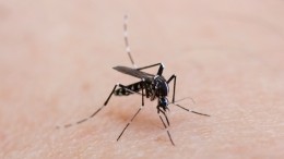 Эффект невидимки: какое сенсационное средство от комаров изобрел школьник