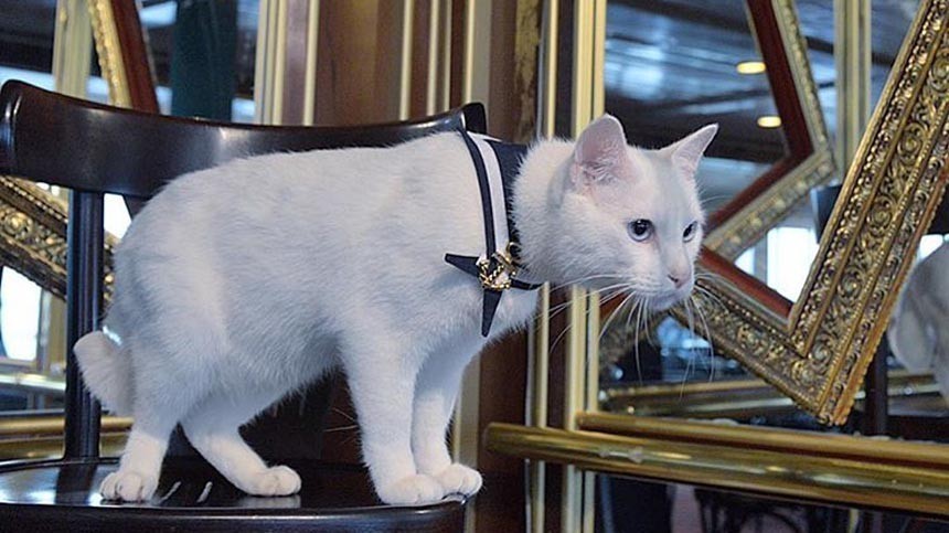 Хвостатые достопримечательности: Что делают коты в Эрмитаже и на корабле?
