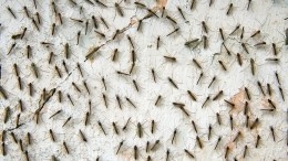 Черви-кровососы и комары-агрессоры: жители Анапы стонут от нашествия насекомых