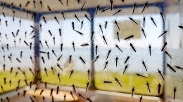 Борьба с кровососами: как избавиться от комаров в доме или квартире?