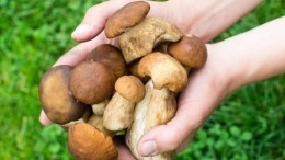 Опасно ли собирать грибы после жары?