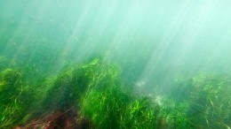 Жара спровоцировала рост ядовитых водорослей. Петербургские ученые нашли решение