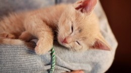 Почему кошки любят спать на человеке? — отвечают эзотерики