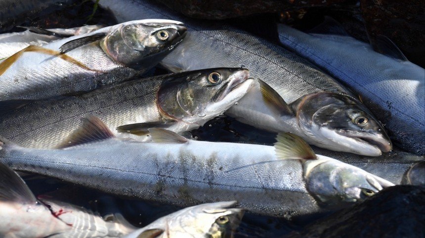 Рыбный прорыв: Норвегия бьет тревогу из-за нашествия «русского лосося»