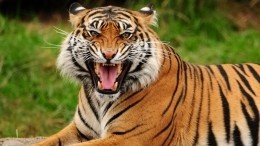 Потерявшая котят амурская тигрица вернулась в тайгу в Приморье