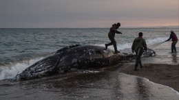 Сахалинцы спасли выброшенного на берег кита, перед этим чуть его не погубив