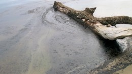В уникальном дельфинарии забили тревогу из-за нефтеразлива в Новороссийске