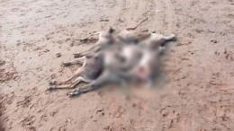 Более тысячи мертвых оленей нашли на берегу реки на Таймыре
