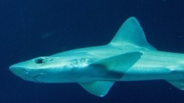 Приплывшая к берегу акула привела в бегство туристов в Испании