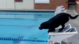 Олимпийский чемпион научил собаку «профессиональному плаванию»