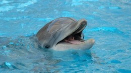 В России запретят вывоз и продажу дельфинов и китов