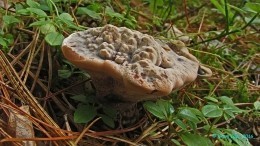 «Кровоточащие» грибы обнаружили в Новосибирской области
