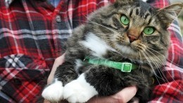 Спасение кота с помощью веревки и ведра в Новороссийске сняли на видео