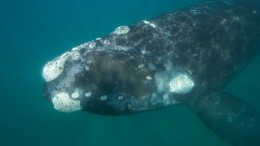 В Аргентине огромный южный кит приплыл навстречу девушке на серфе