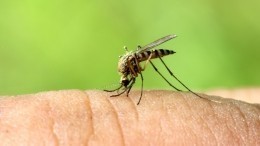 Осенью Россию могут атаковать комары — переносчики лихорадки Западного Нила