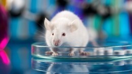 В Москве обокрали институт, выводивший мышей для испытания вакцин от коронавируса