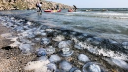 Эколог объяснила нашествие медуз в Азовском море