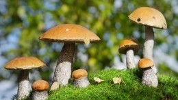 Аномальная жара привела к «бронированию» грибов в российских лесах
