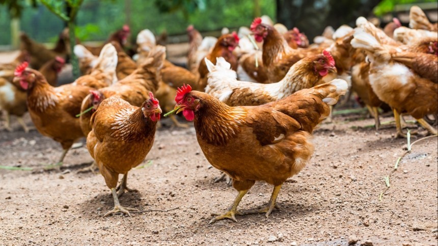 В России запретили разводить куриц на садовых участках