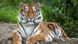 Грибники в Приморье спаслись от тигрицы на хрупких ветках дерева