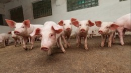 Вспышки африканской «свиной» чумы зафиксированы в ряде регионов РФ