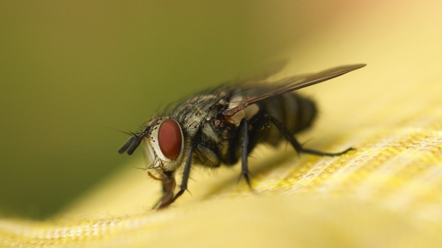 Хлопоты, неприятности и печали: каких насекомых лучше не видеть во сне
