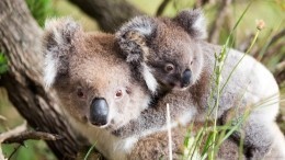 Видео с находчивым детенышем коалы покорило сеть