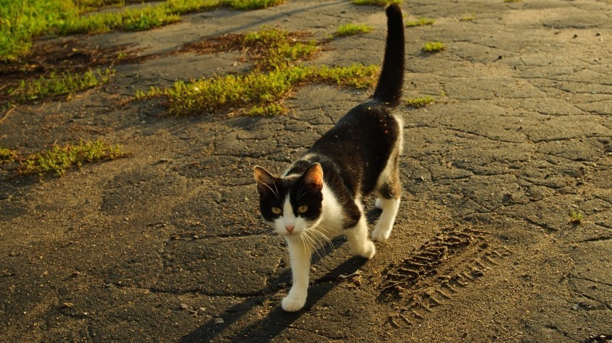 Пушистые приметы: как узнать свое будущее по цвету перебегающей дорогу кошки