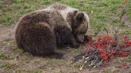 Голод победил тягу к свободе у медвежонка на Алтае