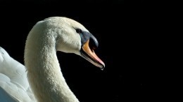 Лебединая семья погибла на озере под Челябинском из-за туристов, приносивших птицам хлеб