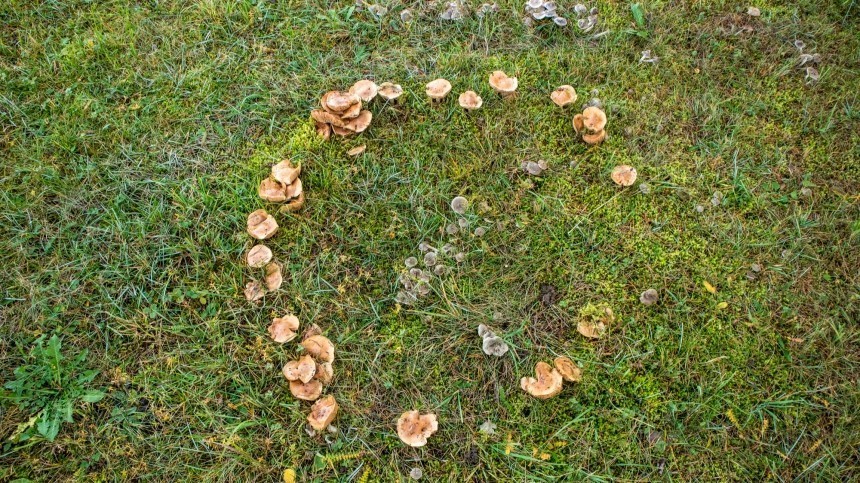 Ведьмин круг: откуда появляются мистические кольца из грибов
