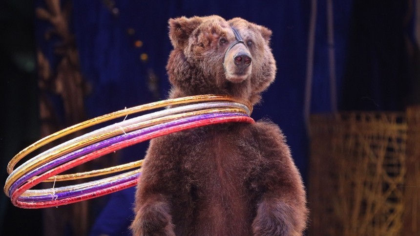 В орловском цирке назвали причину нападения медведя на беременную дрессировщицу