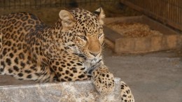 Спасенные зоозащитниками лев Симба и леопард Ева едут на реабилитацию в Танзанию