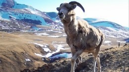 Не мясная лавка: В соцсетях затравили столичную охотницу на козерогов на Алтае