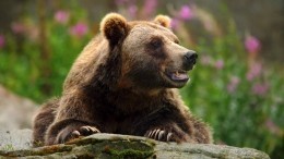 Непоседливый медвежонок «снял» на камеру видео с семьей