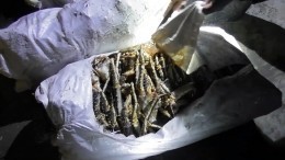 ФСБ задержала банду браконьеров с четырьмя тоннами морепродуктов